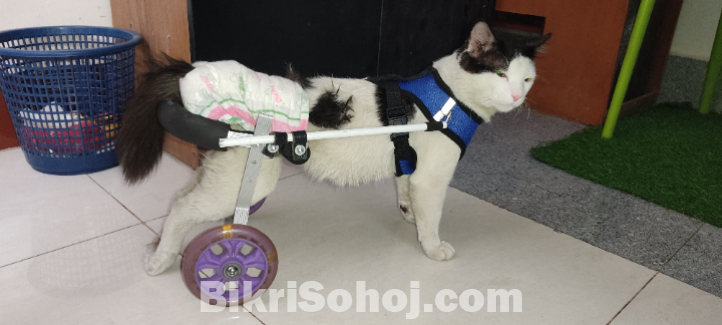 Cat wheelchair